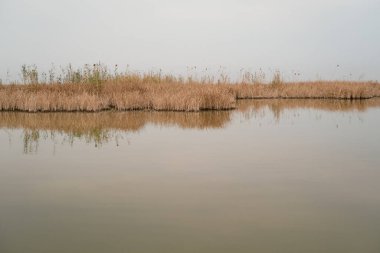 Bataklıkların Hidrolojisi: Dalgaların Yayılması ve Yüzey Gerilimi Sarmal Mezopotamya Bataklık Kanalında Dalgalanır