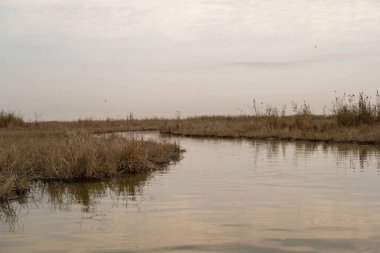 Bataklıkların Hidrolojisi: Dalgaların Yayılması ve Yüzey Gerilimi Sarmal Mezopotamya Bataklık Kanalında Dalgalanır