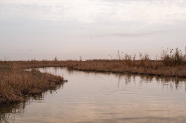 Bataklıkların Hidrolojisi: Dalgaların Yayılması ve Yüzey Gerilimi Sarmal Mezopotamya Bataklık Kanalında Dalgalanır