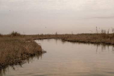 Bataklıkların Hidrolojisi: Dalgaların Yayılması ve Yüzey Gerilimi Sarmal Mezopotamya Bataklık Kanalında Dalgalanır