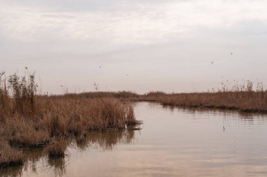 Bataklıkların Hidrolojisi: Dalgaların Yayılması ve Yüzey Gerilimi Sarmal Mezopotamya Bataklık Kanalında Dalgalanır