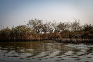 Bir Küme Uzun, gür ağaçlar Gökyüzüne karşı duran Erotik bir toprak kıyısında Bataklık Su Yolu 'na bakan.