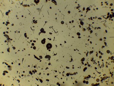 Çeşitli Diatom Silika Kabukları ve Biyolojik Örnek Slaytları Mikroskobik Koleksiyonu