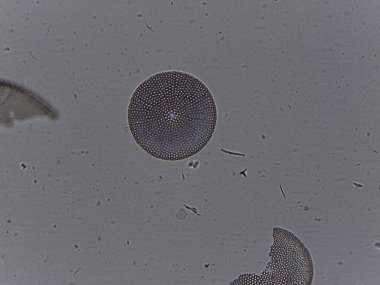 Diatomlar ve İlkel Koordinatlar dahil çeşitli biyolojik örneklerin mikroskobik Atlası