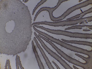 Coprinus Mantar Solungaçları ve Basidiospore Üretimi 'nin Mikroskobik Çapraz Bölümü