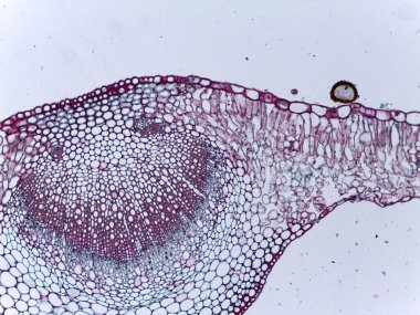 Mikroskobik Görselleştirme Mikroskobik Asci ve Mantar Üreme Yapıları Anatomisi