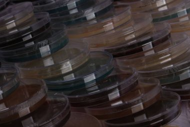 Kümelenmiş petri kaplarının çeşitli renklerde yakın plan görüntüsü, mikrobiyoloji ve bilimsel araştırmalara odaklı bir laboratuvar ortamını gösteriyor