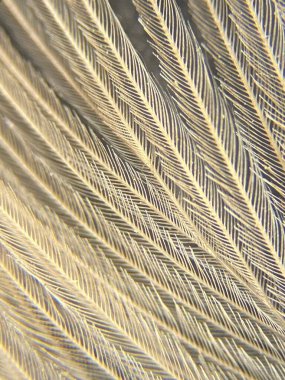 Karmaşık desenleri ve dokuları olan hassas tüy yapılarına yakın çekim