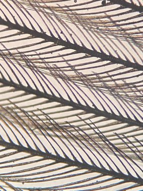 Karmaşık desenler ve dokular gösteren hassas tüy yapılarının yakın görüntüsü