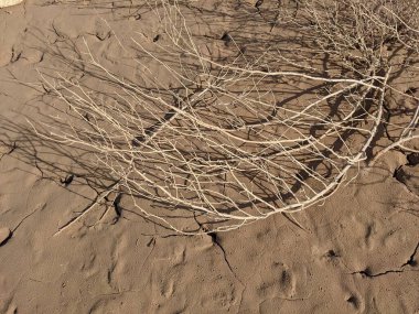 Kırık yeryüzündeki kuru ve bükülmüş dalların yakın çekim görüntüsü çorak bir manzarayı gözler önüne seriyor.