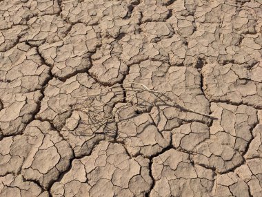Üzerinde tek bir kuru dal bulunan kuru, çatlamış bir toprak yüzeyi.