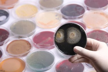 Arka planda çeşitli petri kaplarıyla çevrili, küf ya da bakteri kültürleriyle dolu bir petri kabını tutan bir el mikrobiyolojik araştırmaları gösteriyor.