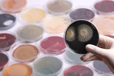 Arka planda çeşitli petri kaplarıyla çevrili küf kültürüne sahip bir petri kabını tutan bir bilim adamı mikrobiyoloji araştırmaları sergiliyor.