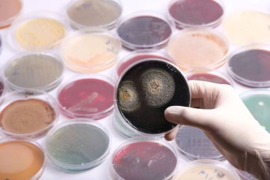 Farklı kültürler içeren çeşitli petri kapları ile çevrili mantar büyümesi olan bir petri kabını tutan bir bilim adamı, mikrobiyoloji araştırmaları sergiliyor.