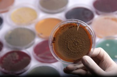 İçinde kahverengi toz bulunan bir petri kabı tutan bir bilim adamı. Etrafı çeşitli maddeler ve laboratuvar ortamlarıyla dolu renkli petri kaplarıyla çevrili.