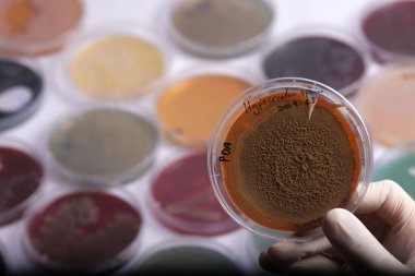 Üzerinde çeşitli renkli medyalar bulunan bir laboratuvar sahnesi, eldivenli bir elde tutulan bir çanak, kahverengi tozlu bir madde sergileniyor.