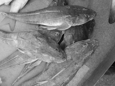 Bir pazar masasında sergilenen taze balık koleksiyonu pullarını ve özelliklerini siyah beyaz gösteriyor.