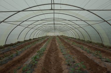 Toprakta büyüyen ve kıvrımlı bir yapıya ve şeffaf plastiğe sahip sıralı genç bitkilerin olduğu bir seranın iç görüntüsü.
