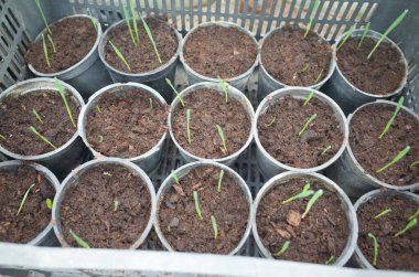 Toprak dolu küçük çömlekler ve topraktan filizlenen genç yeşil fidanlarla dolu bir tepsi.