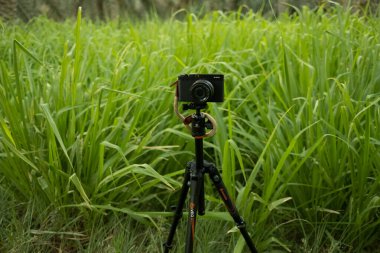 Uzun yeşil çimenlerin arka planına bakan bir tripodun üzerindeki kamera.