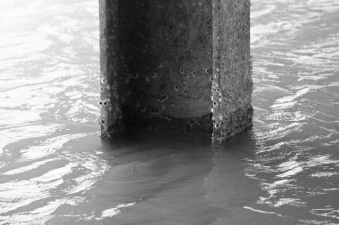 Suya batmış beton bir sütunun yakından görüntüsü yüzeyine yapışmış midyeleri ve etrafındaki dalgalı suyu siyah beyaz gösteriyor.