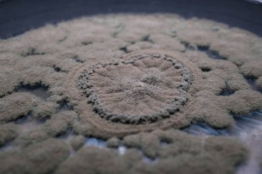 Yüzeyde dairesel bir kalıpta büyüyen kalıpların yakın plan görüntüsü, karmaşık doku ve şekiller gösterir.