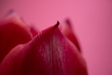 Canlı Kırmızı ve Turuncu Lale Bud Yağmur Damlacıklarıyla süslenir