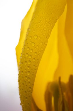 Soğuk Mavi Tonlarda Donmuş Suyun Soyut Kristal Yapısı