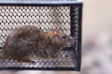 Demir kafeste kapana kısılmış fare resmi.