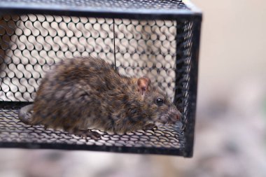 Demir kafeste kapana kısılmış fare resmi.