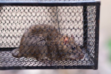 Demir kafeste kapana kısılmış fare resmi.