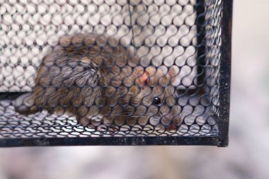 Demir kafeste kapana kısılmış fare resmi.