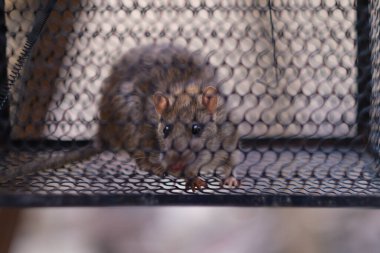 Demir kafeste kapana kısılmış fare resmi.