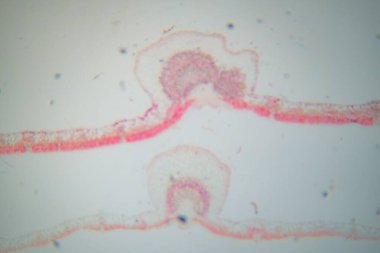 Mikroskop altında bir bitki dokusu fotoğrafı.
