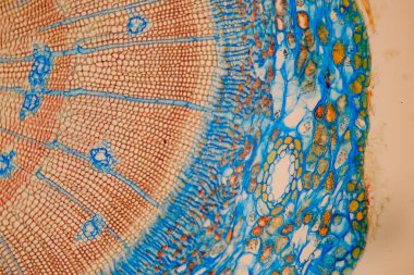 Mikroskop altında bir bitki dokusu fotoğrafı.