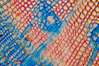 Mikroskop altında bir bitki dokusu fotoğrafı.