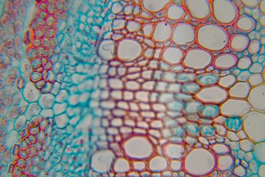 Mikroskop altında bir bitki dokusu fotoğrafı.