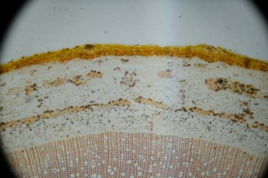 Mikroskop altında bir bitki dokusu fotoğrafı.