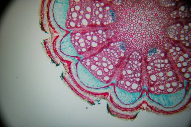 Mikroskop altında bir bitki dokusu fotoğrafı.