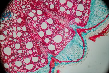 Mikroskop altında bir bitki dokusu fotoğrafı.