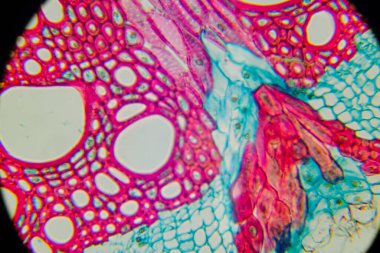 Mikroskop altında bir bitki dokusu fotoğrafı.