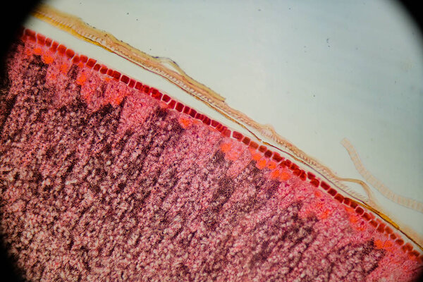 photo of a plant tissue under the microscope