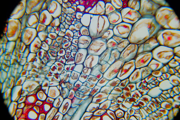 photo of a plant tissue under the microscope