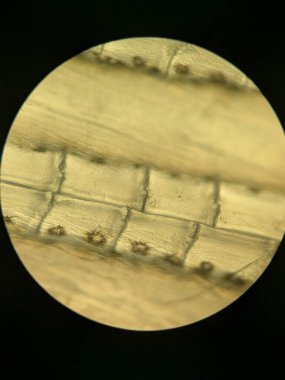 Teleost Balığındaki Parçalanmış Lepidotrichia Kemikli Fin Rays 'in Mikroskobik Görünümü