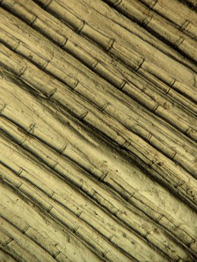 Teleost Balığındaki Parçalanmış Lepidotrichia Kemikli Fin Rays 'in Mikroskobik Görünümü