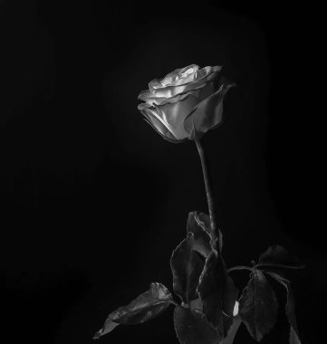 Koyu arkaplanda tek bir siyah-beyaz gül, çarpıcı ışıklandırma taç yaprakları ve sapı