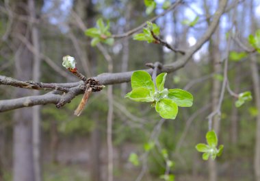 Ağaçlar çiçek yaprakları