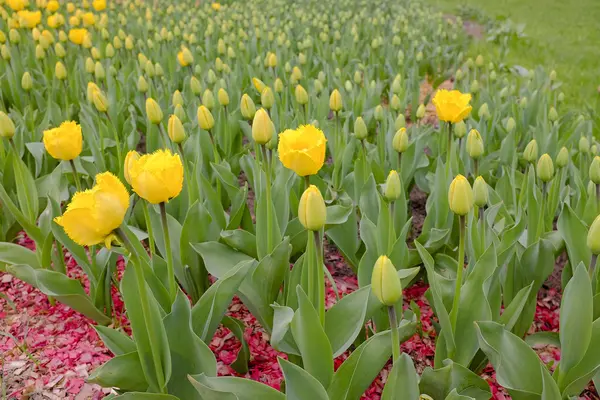 Blumenbeet mit Tulpen — Stockfoto
