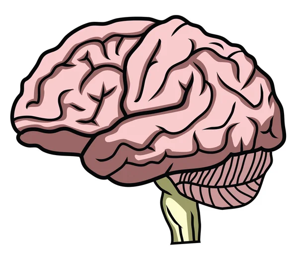 Ροζ εγκεφάλου — Διανυσματικό Αρχείο