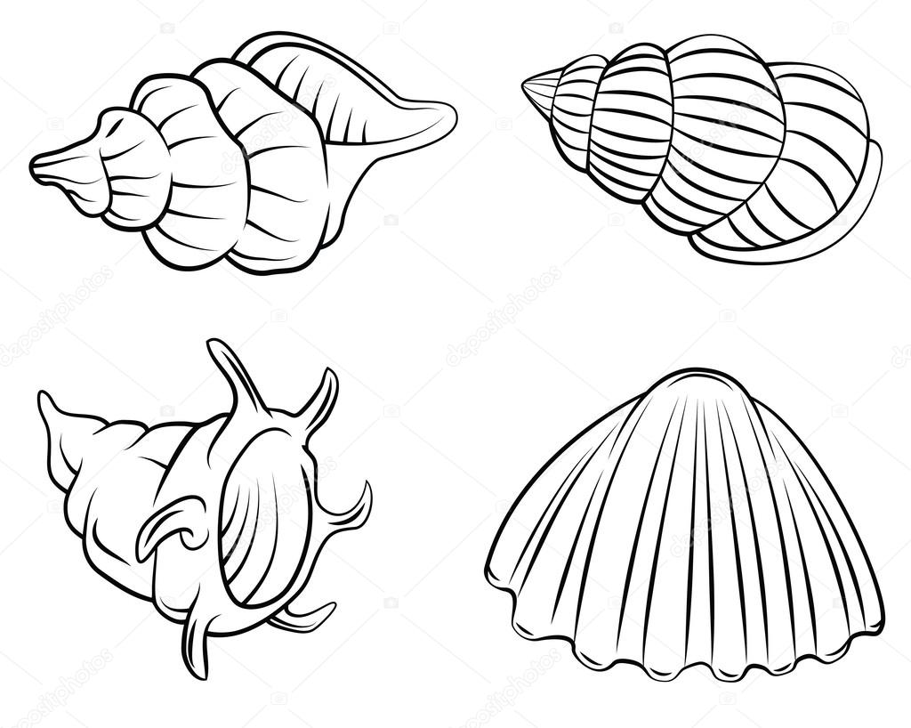 Shell Set Collection